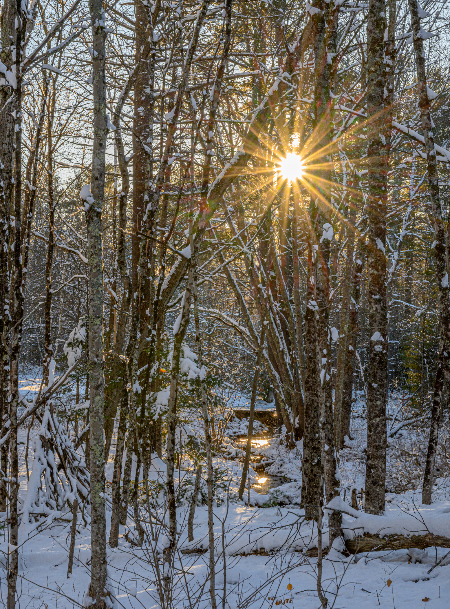 1JANUARY Patricia Garrett DSC_96891 Winter sunset through the winter woods, Hollis, ME, by Patricia Garrett