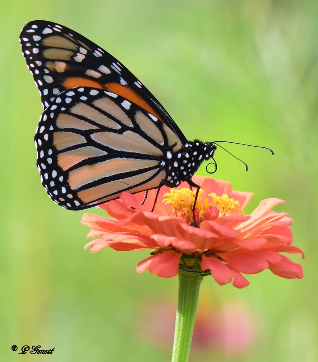 5MAY_Patti Genest FB_IMG_1662898467340 Monarch on a Zinnia, Wells, ME, by Patti Genest