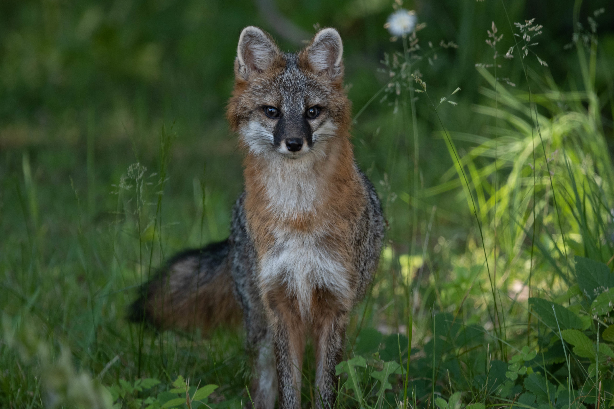 6JUNE Elaina Barker unknown-fox-2-2022 Gray male fox, Sanford, ME, by Elaina Barker