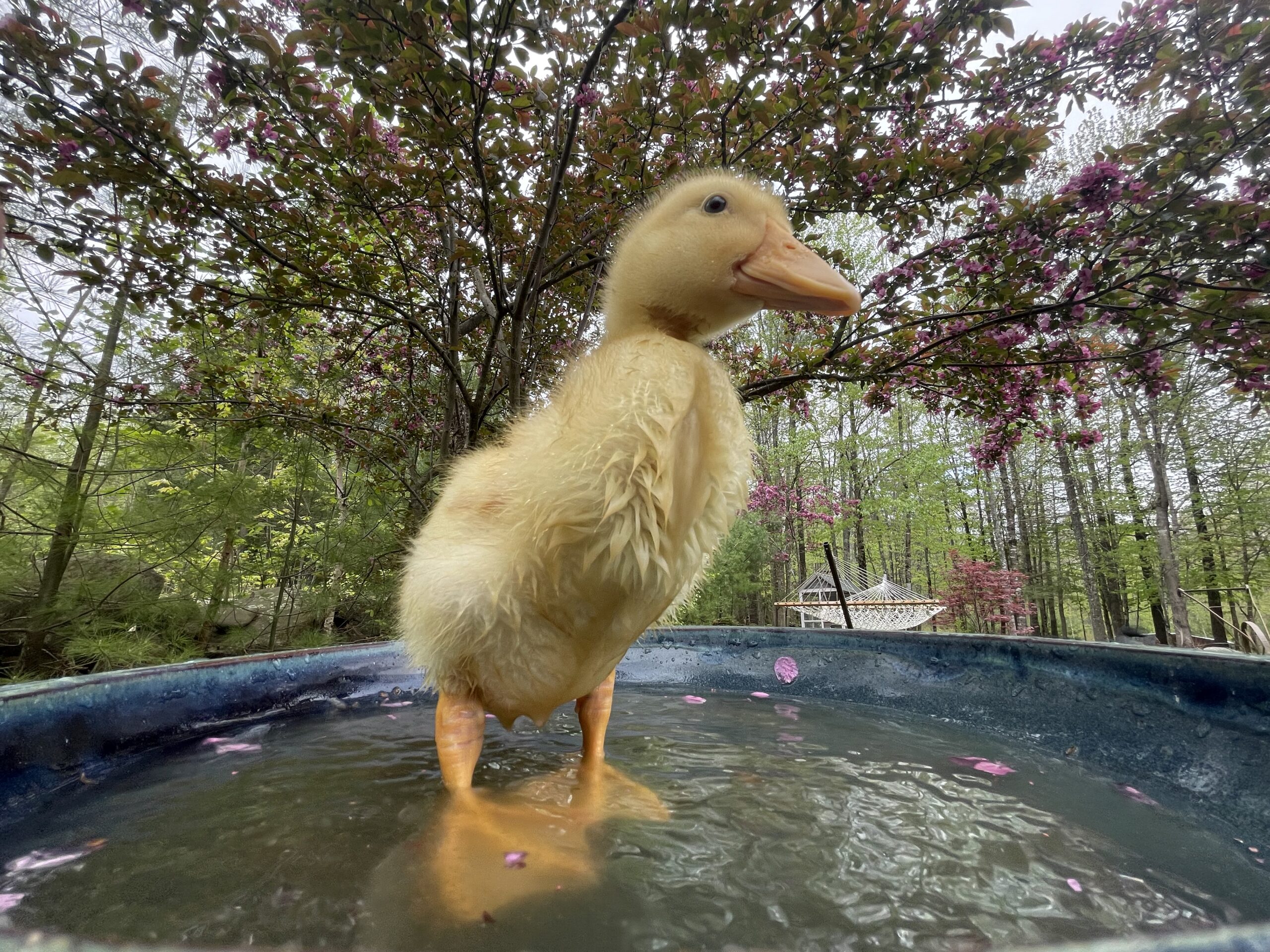 CCline1 Chonky Cheep (Charlie) enjoying her birdbath, Lebanon, ME, by Calvin Cline