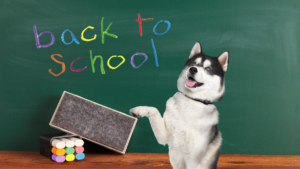 Husky Dog sitting in front of "Back To School" chalkboard