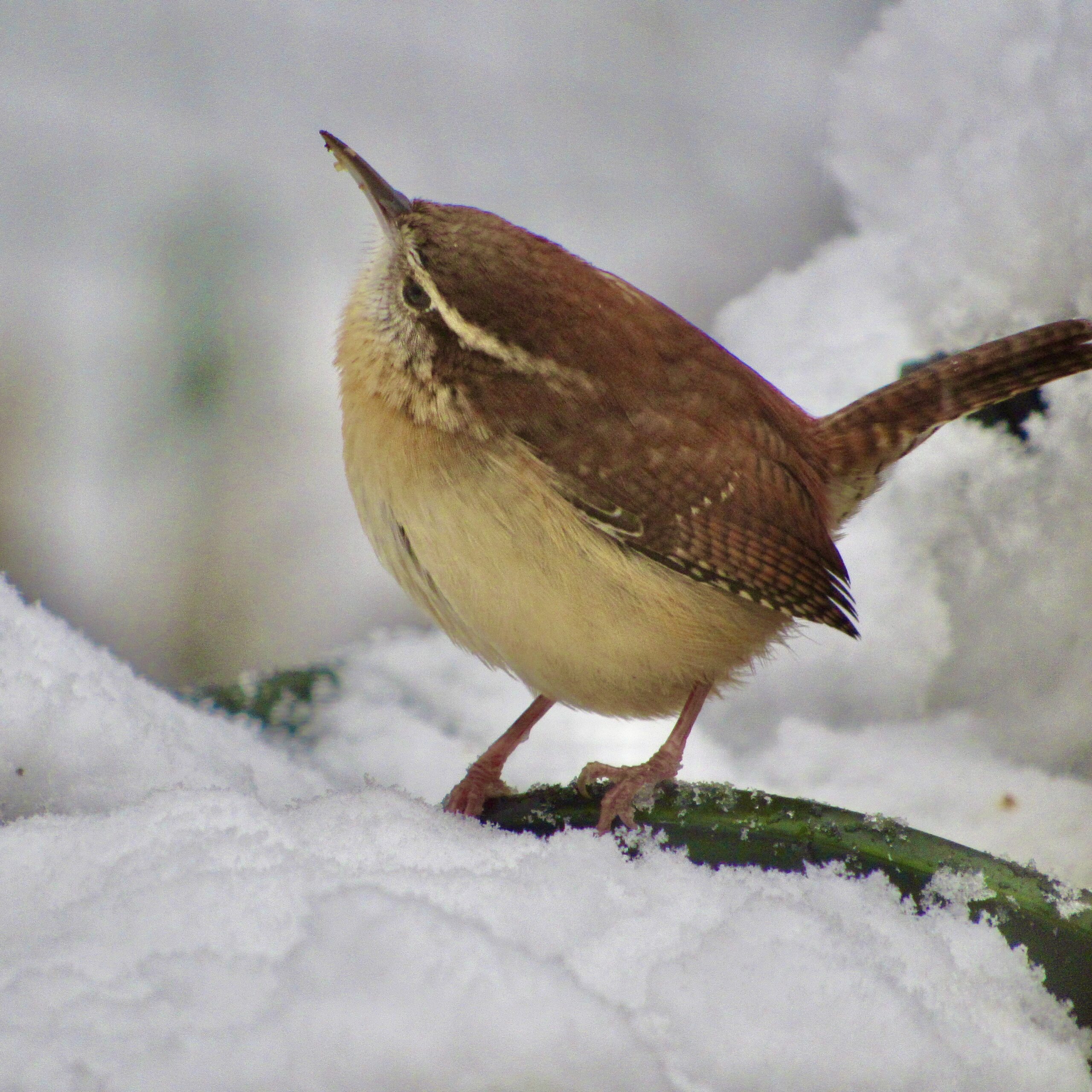 ENathan4 Carolina Wren in my back yard, Kingston, NH, by Evelyn Nathan