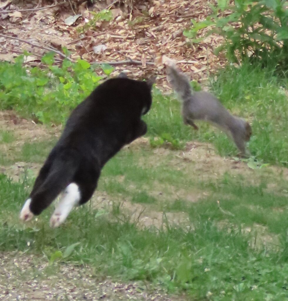 Guido made a leap to catch the gray squirrel who had be raiding the bird feeders.