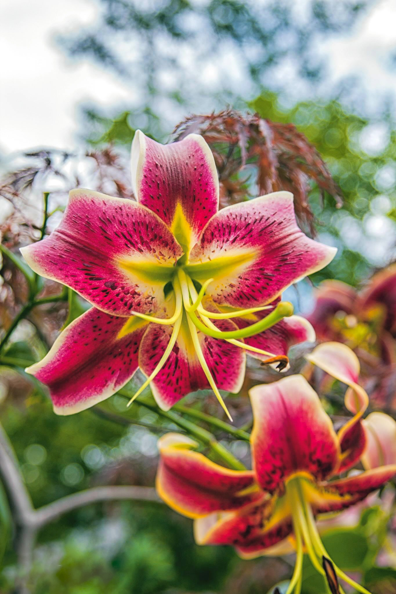IDean1 Stargazer Lily, garden in Portsmouth, NH, by Ilana Dean