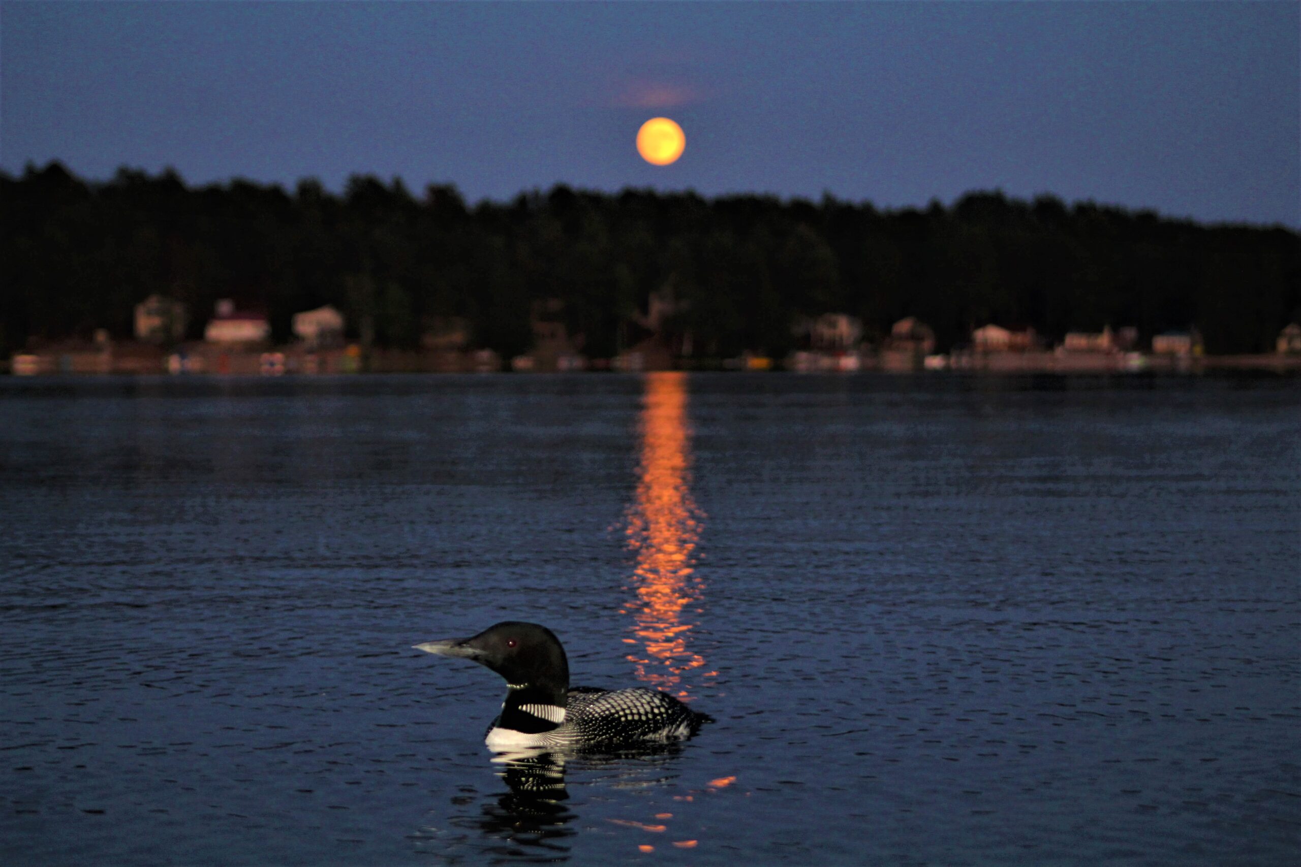 JHarris3 Loon on Silver Lake in the full moon, Newfield, ME, by Jason Harris