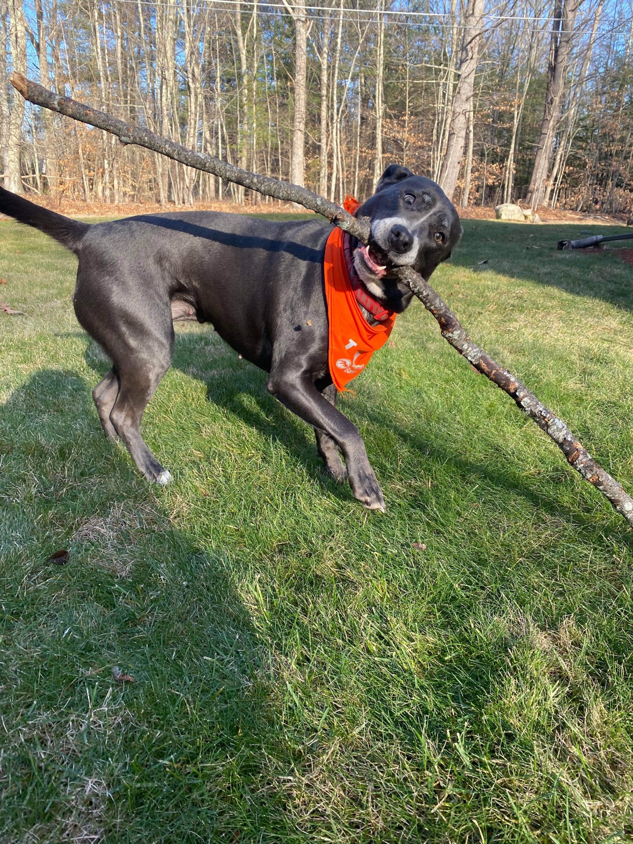JPerkins4 Dreamo wearing her Partners Bank bandanna, having fun, Barrington, NH, by Jaden Perkins