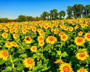 NH Sunflower Festival Sunflowers outside 