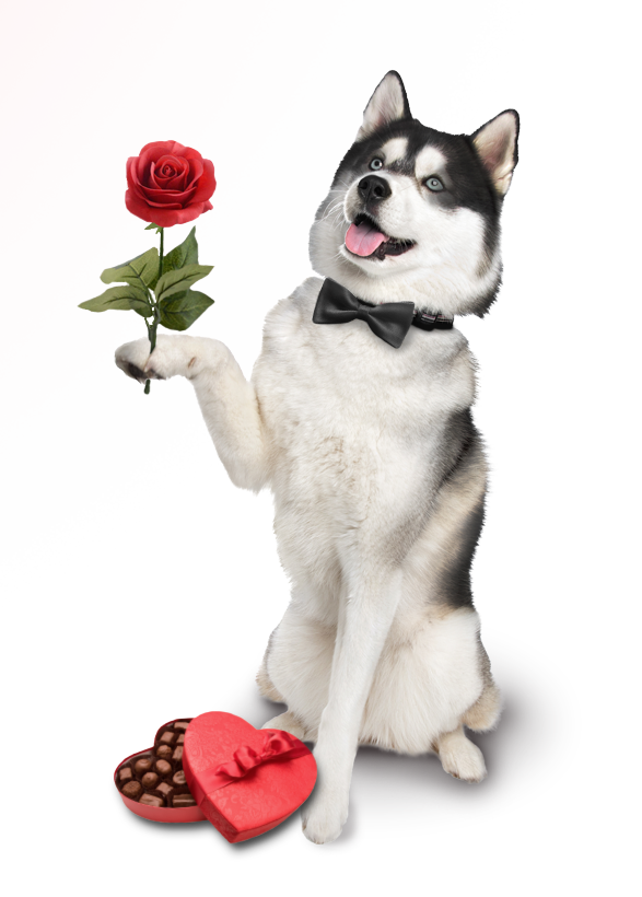 Cache the husky holding rose with box of Valentine's Day chocolates.