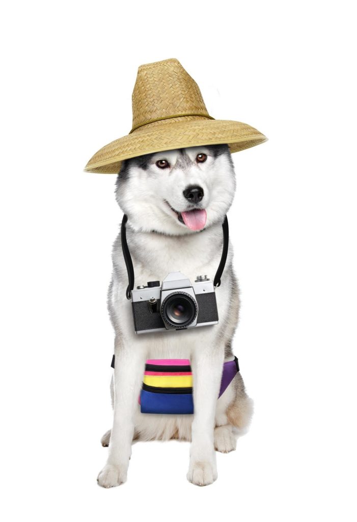 Cache the dog with sun hat and camera.