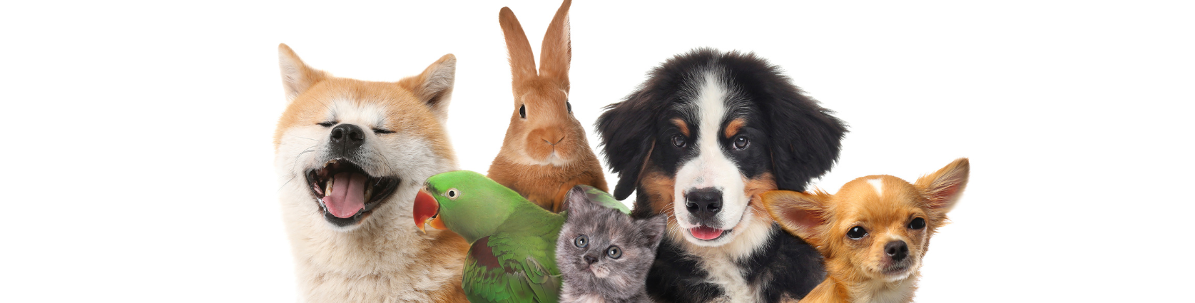 Multiple Pets