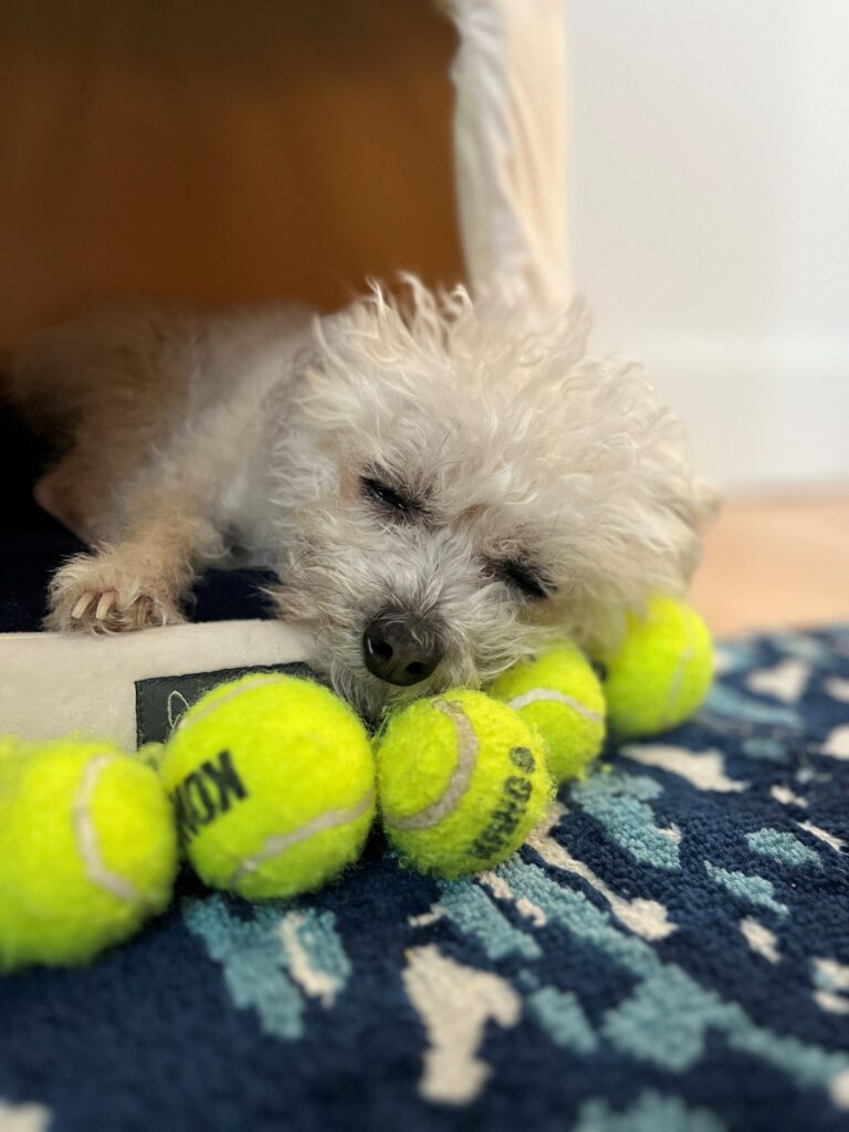 Pippin is obsessed with tiny tennis balls and this photo shows his adoration for them at all times.