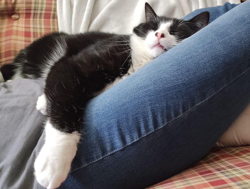 Leo snoozing with his tongue out.