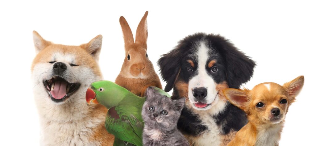 National Pet Month